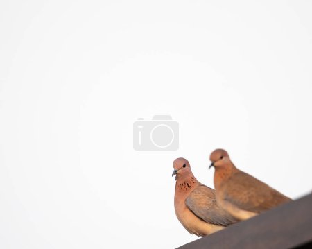 A Pair of laughing Doves basking in morning