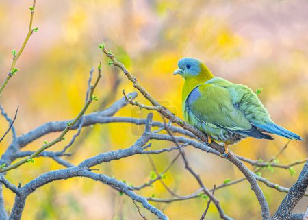 Portrait d'un Pigeon vert à pattes jaunes