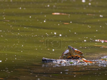 Photo for A Red Eared Slider Tortoise in a lake - Royalty Free Image