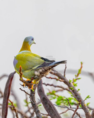 Una paloma verde de patas amarillas mirando hacia atrás