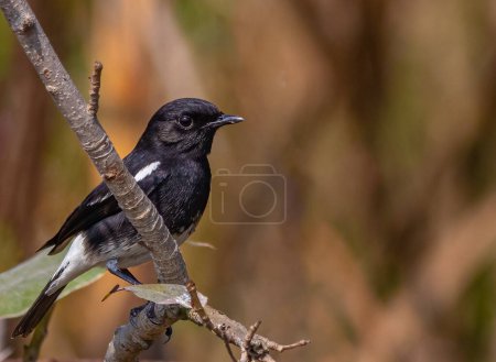 A pied Bush Chat Sitting on a tree