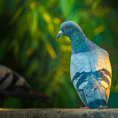 A Pigeon sitting on a wall