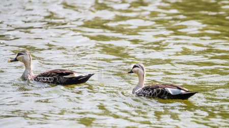 A pair of spot billed ducks