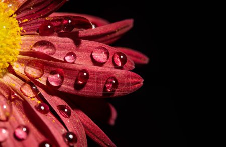 Czerwone płatki kwiatów widok z bliska z kropelkami wody na ciemnym sztandarze.