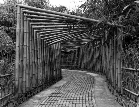 Photo for Bamboo Bridge black and white view going into forest. - Royalty Free Image