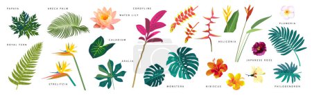 Téléchargez les illustrations : Set of realistic tropical leaves and flowers with names on white background. Monstera, strelitzia, heliconia, hibiscus, areca palm, cordyline, lily, philodendron. Artistic botanical illustration - en licence libre de droit