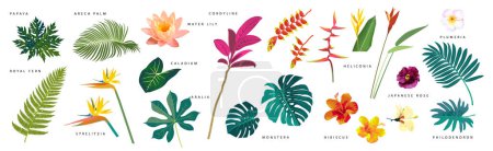 Téléchargez les illustrations : Set of realistic tropical leaves and flowers with names on white background. Monstera, strelitzia, heliconia, hibiscus, areca palm, cordyline, lily, philodendron. Artistic botanical illustration - en licence libre de droit
