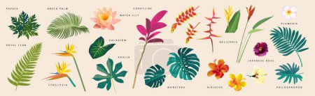Illustration for Set of realistic tropical leaves and flowers with names on beige background. Monstera, strelitzia, heliconia, hibiscus, areca palm, cordyline, lily, philodendron. Artistic botanical illustration - Royalty Free Image