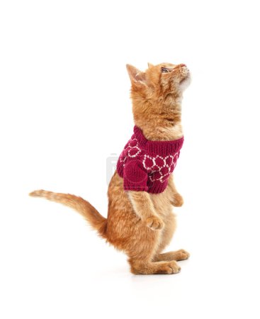 Photo for Red cat in a sweater standing on hind legs and looking up isolated on a white background. - Royalty Free Image