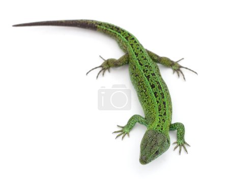 Un lagarto verde aislado sobre un fondo blanco.