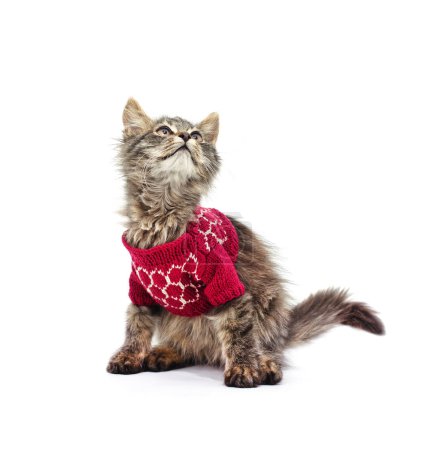 Photo for Kitten in knitted sweater looking up isolated on a white background. - Royalty Free Image