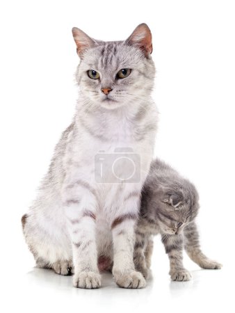 Téléchargez les photos : Chat gris et chaton isolés sur un fond blanc. - en image libre de droit