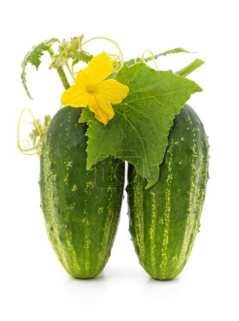 Téléchargez les photos : Two cucumbers and a yellow flower and leaf isolated on a white background. - en image libre de droit