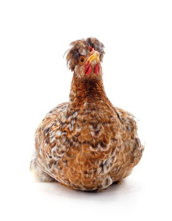 Młody brązowy kurczak izolowany na białym tle.