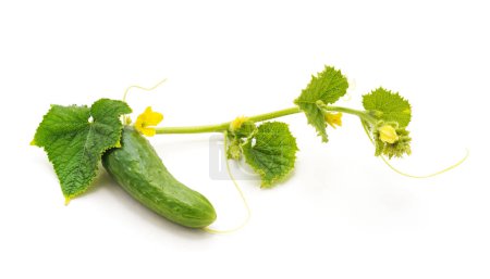 Téléchargez les photos : Concombre vert avec des feuilles et des fleurs isolées sur un fond blanc. - en image libre de droit