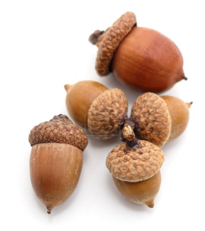 Photo for Five brown acorns isolated on a white background. - Royalty Free Image