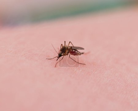 Foto de Un mosquito está lleno de sangre sobre la piel. - Imagen libre de derechos