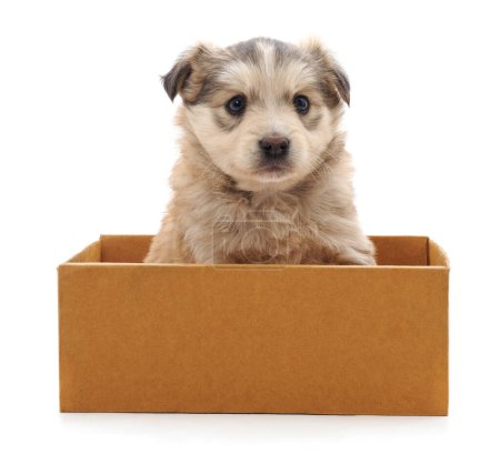 Photo for White puppy in a box isolated on white background. - Royalty Free Image