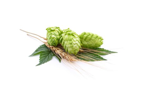 Green hops and spikelets isolated on a white background.