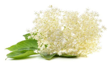 Weiße Holunderblüte auf grünem Blatt isoliert auf weißem Hintergrund.