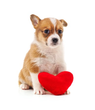 Photo for Puppy with toy heart isolated on a white background. - Royalty Free Image