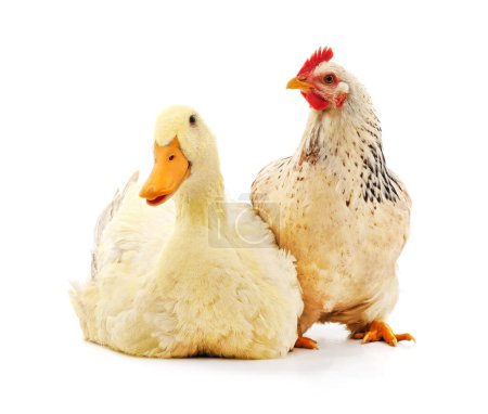 Foto de Pato blanco y pollo aislados sobre fondo blanco. - Imagen libre de derechos