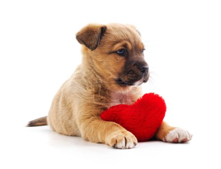 Photo for Dog with heart isolated on a white background. - Royalty Free Image