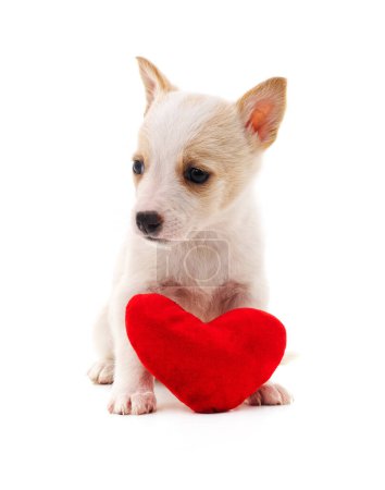 Photo for Dog with heart isolated on a white background. - Royalty Free Image