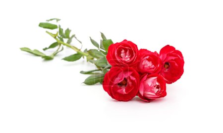 Ramo de rosas rojas aisladas sobre un fondo blanco.
