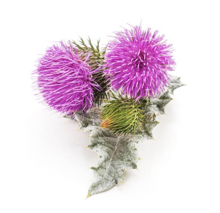 Beautiful flowering thistles isolated on a white background.