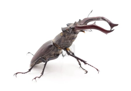 Black stag beetle isolated on a white background.