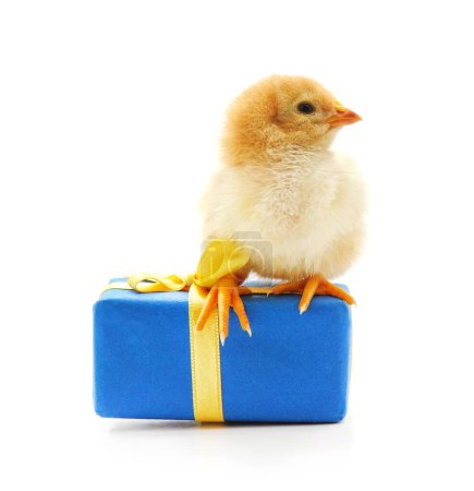 Un pollo sentado sobre un regalo aislado sobre un fondo blanco.
