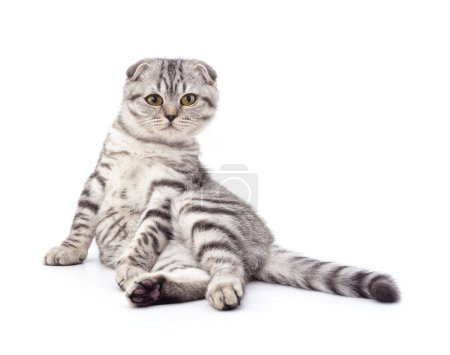 Gray sitting kitty isolated on a white background.