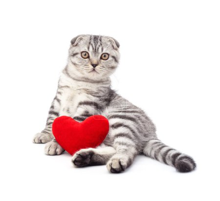 Gray kitten sitting with a heart isolated on a white background.