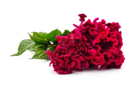 Amaranth with red flowers isolated on a white background.