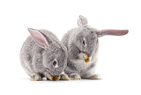Foto de Dos hermosos conejos que se lavan aislados sobre un fondo blanco. - Imagen libre de derechos