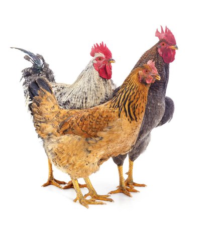Two roosters and a hen isolated on a white background.