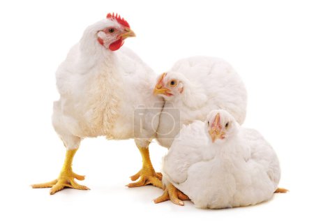 Foto de Tres pollos blancos aislados sobre un fondo blanco. - Imagen libre de derechos