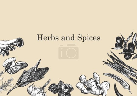 Téléchargez les illustrations : Herbes et épices. Illustration dessinée à la main de plantes et d'objets. Encre. Vecteur - en licence libre de droit