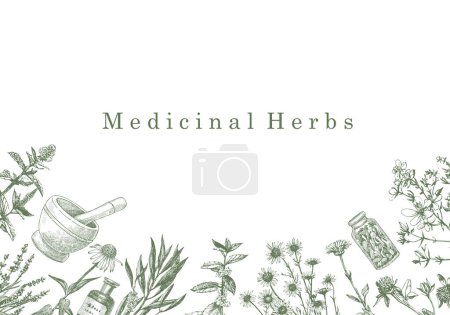 Illustration for Medical Herbs. Hand-drawn illustration of herbs and objects. Ink. Vector - Royalty Free Image