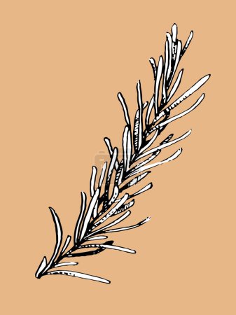 Illustration for Hand drawn illustration of Rosemary in vintage style, vector - Royalty Free Image
