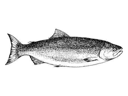 Illustration for Hand-drawn illustration of Salmon. Fish. Vector. Ink drawing - Royalty Free Image