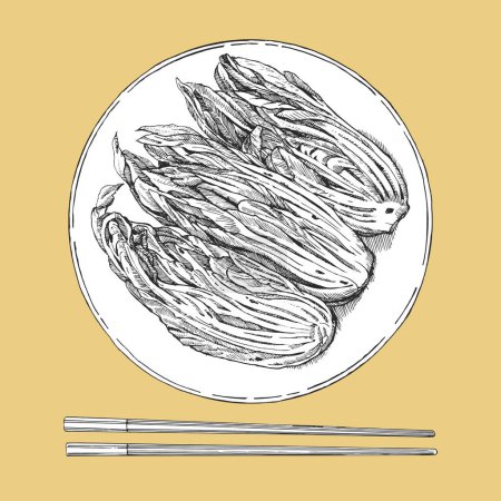 Illustration for Asian dishes. Hand-drawn illustration of Kimchi. Vector. Ink drawing - Royalty Free Image