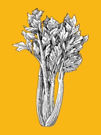 Illustration for Hand drawn illustration of celery in vintage style, vector - Royalty Free Image