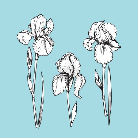 Illustration for Set of hand-drawn Iris, vector - Royalty Free Image