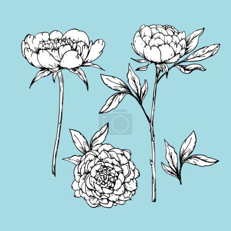 Illustration for Set of hand-drawn Peonies, vector - Royalty Free Image
