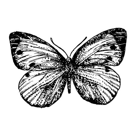Ilustración de Ilustración dibujada a mano de Butterfly. Elementos vectoriales - Imagen libre de derechos
