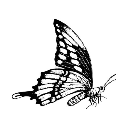 Ilustración de Ilustración dibujada a mano de Butterfly. Elementos vectoriales - Imagen libre de derechos