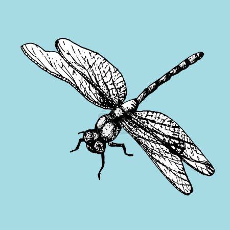 Illustration for Hand-drawn illustration of Dragonfly. Vector elements. Ink - Royalty Free Image
