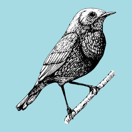 Téléchargez les illustrations : Illustration dessinée à la main des oiseaux. Petit oiseau. Encre - en licence libre de droit